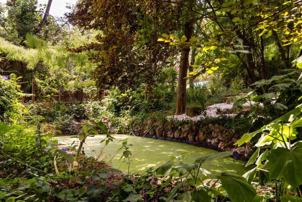 Lago da quinta entre vegetação densa