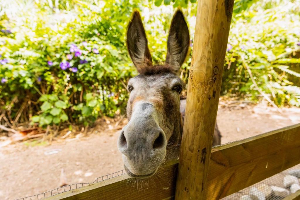 Burro residente da quinta