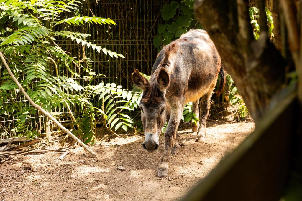 Burro no recinto da quinta